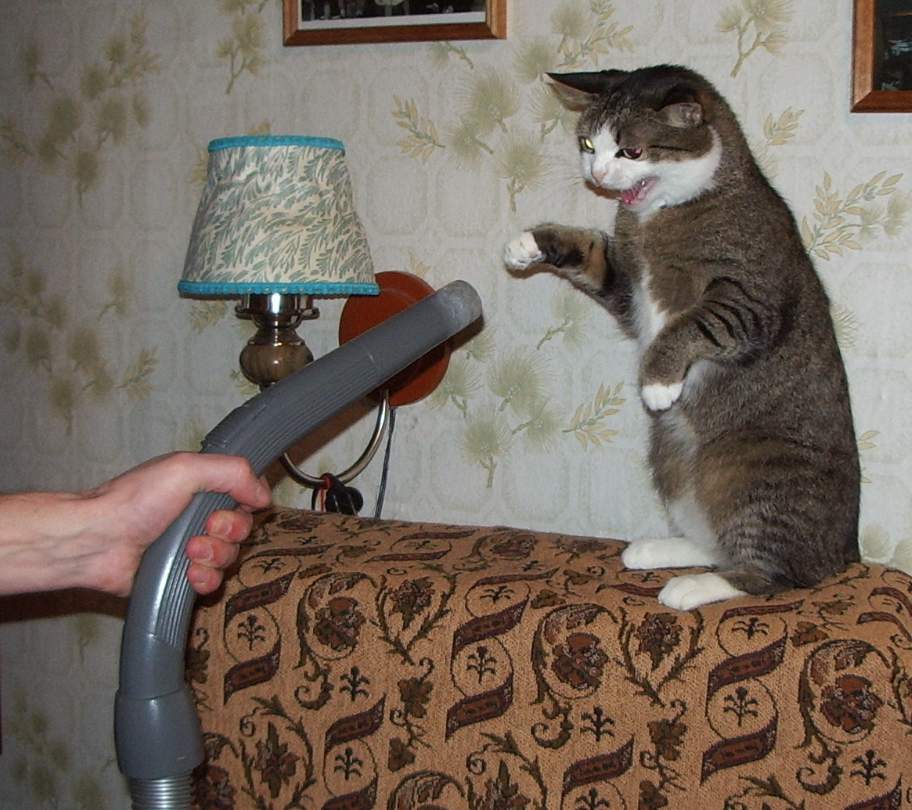 Cat-vacuum-cleaner_3.jpg