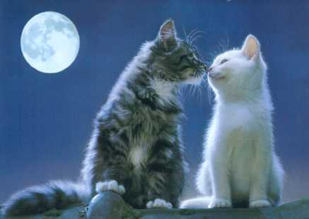 Cat_Love-whispers-moonlight.jpg