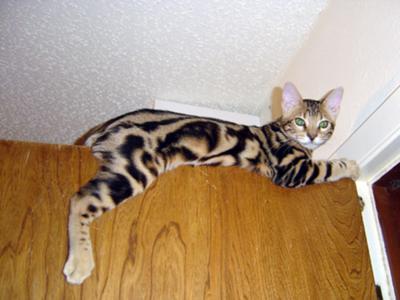 bengal-cat-jump-21345218.jpg