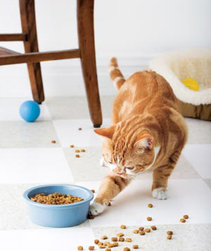 cat-playing-food_300.jpg