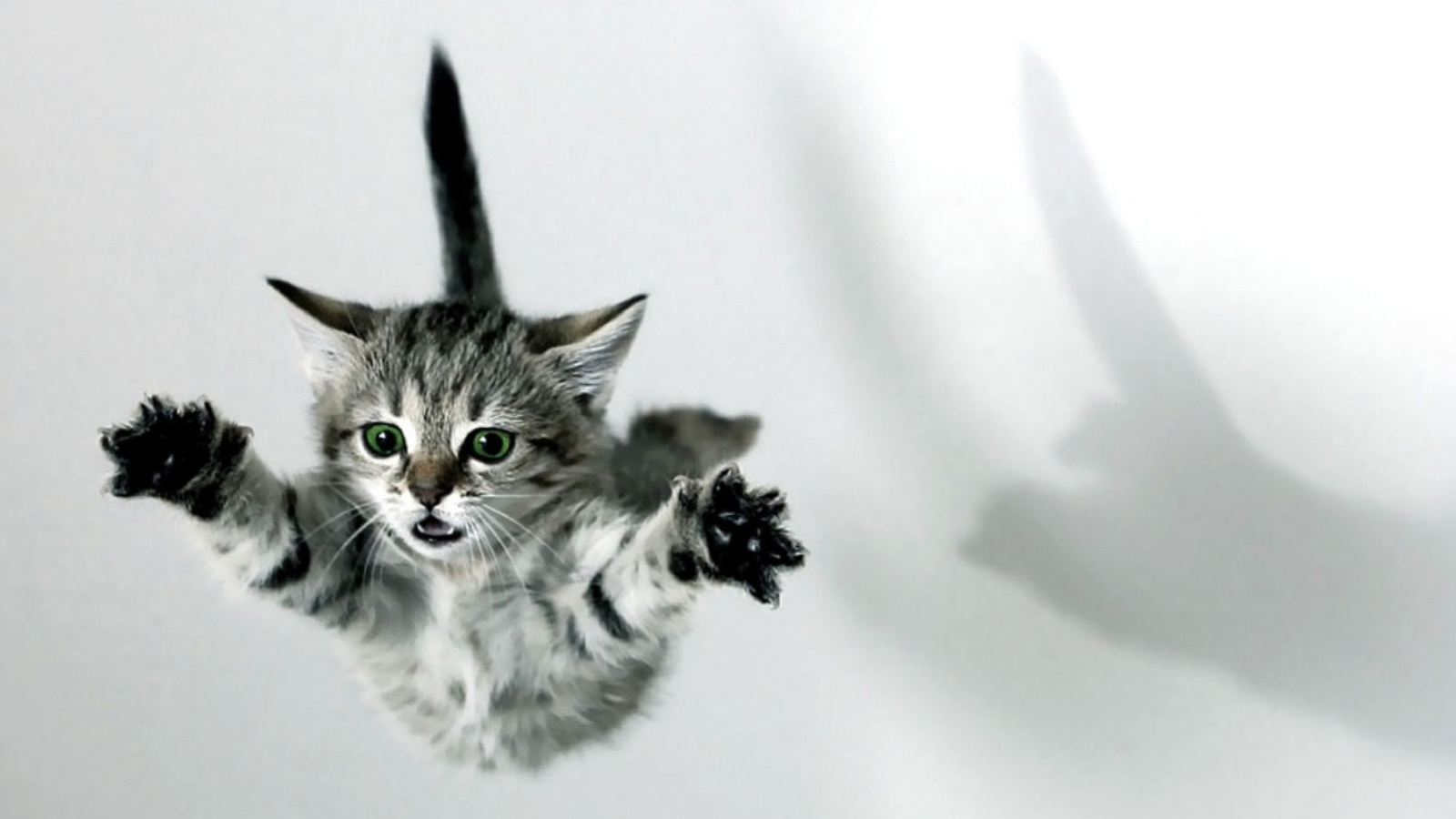 cat_jump.jpg