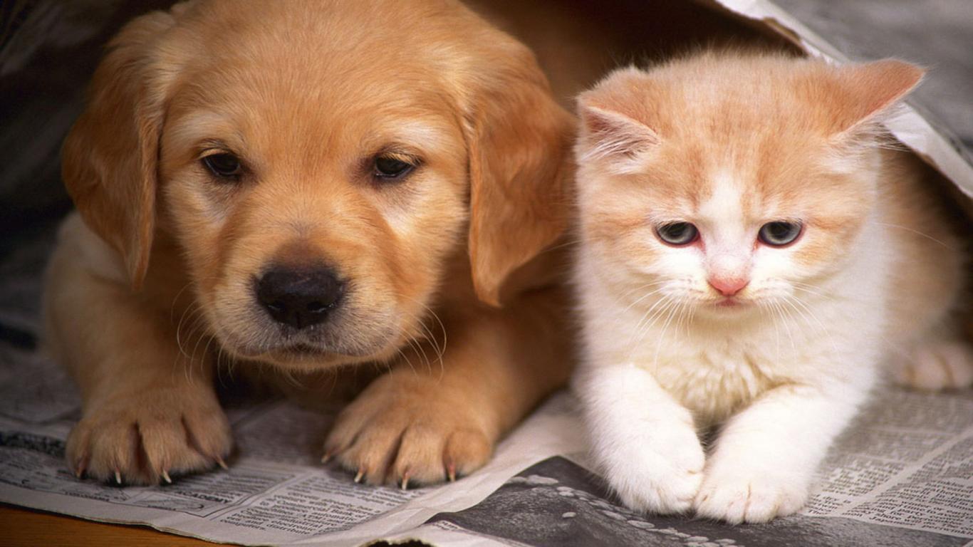 dog-and-cat-are-reading-a-newspaper,1366x768,51185.jpg