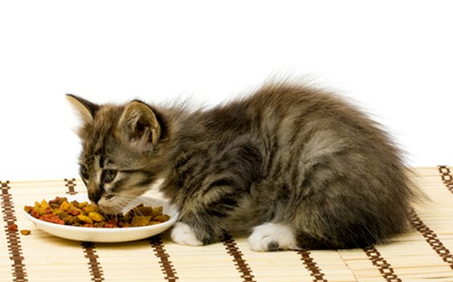 kitten-eating-dry-cat-food.jpg