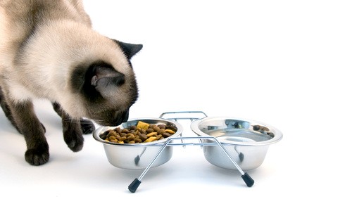 siamese-cat-eating-dry-cat-food.jpg